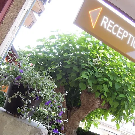 Catalpa 3*